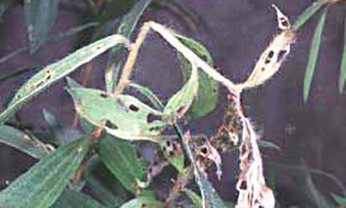 Excised shoot tip of melaleuca caused by adult melaleuca weevil, Oxyops vitiosa (Pascoe), feeding damage. 