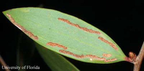 Melaleuca leaf showing feeding damage by the larvae of the melaleuca weevil, Oxyops vitiosa (Pascoe). 