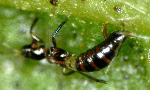 Egg laying of Franklinothrips vespiformis, showing ovipositor.
