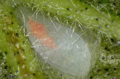 Franklinothrips vespiformis larva II feeding on nymph of Scirtothrips dorsalis.
