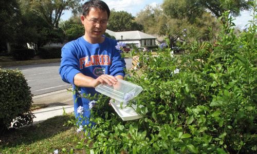 Collecting Franklinothrips vespiformis from ornamental plumbago shrubs