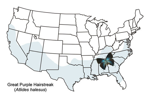 Great purple hairstreak, Atlides halesus (Cramer), distribution map.