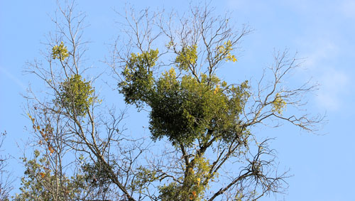 Oak mistletoe, Phorodendron leucarpum (Raf.)