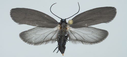 Bumelia webworm moth, Urodus parvula(Edwards). Photograph by Lyle J. Buss, University of Florida.