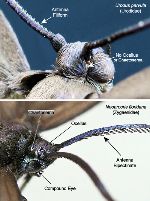 Bumelia webworm, Urodus parvula(Edwards) (left), and laurelcherry smoky moth, Neoprocris floridana Tarmann (right).