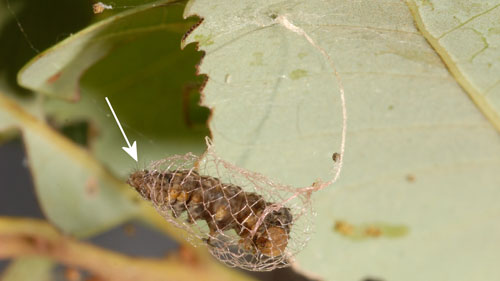 Bumelia webworm, Urodus parvula (Edwards), cocoon. Note posterior opening with protruding terminal segments of pre-pupal larva. 