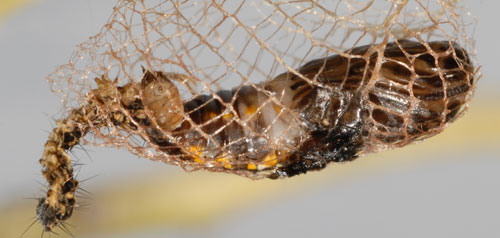 Bumelia webworm, Urodus parvula (Edwards), cocoon with partially extruded larval exuviae.