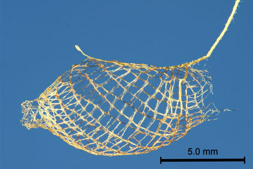 Bumelia webworm, Urodus parvula (Edwards), empty cocoon. 