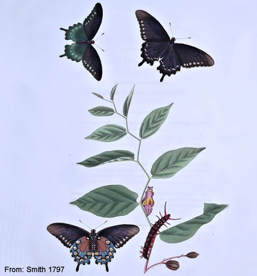 Life cycle of the pipevine swallowtail, Battus philenor (L.). Drawing by John Abbot (From Smith 1797)