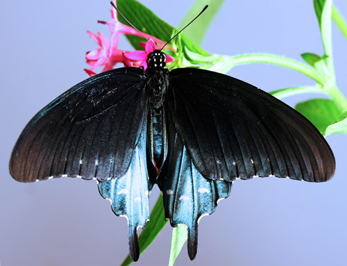 Adult male pipevine swallowtail, Battus philenor (L.), dorsal view showing brilliant iridescence