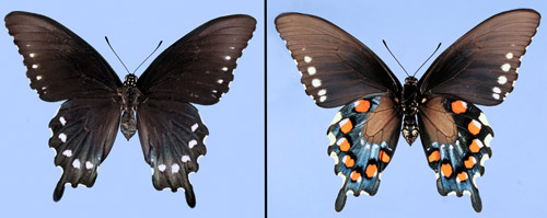 Adult female pipevine swallowtail, Battus philenor (L.), dorsal (left) and ventral (right) views