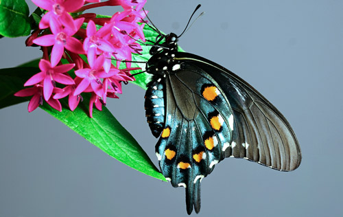 Newly-emerged adult male pipevine swallowtail, Battus philenor (L)., with wings folded showing undersides of the wings and white spots on abdomen