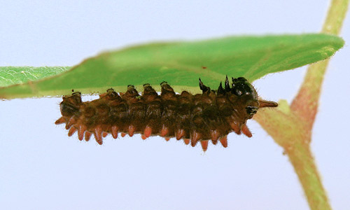 Second instar larva of the pipevine swallowtail, Battus philenor (L.)