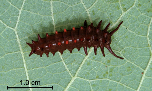 Third instar larva of the pipevine swallowtail, Battus philenor (L.)