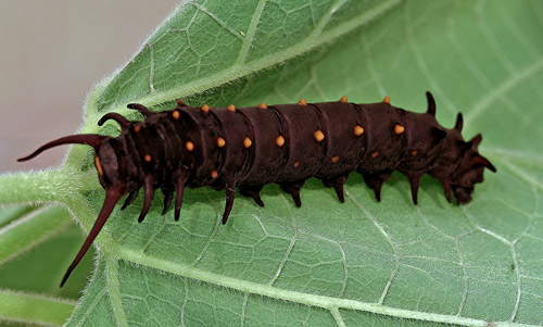 Full-grown dark larva of the pipevine swallowtail, Battus philenor (L.).
