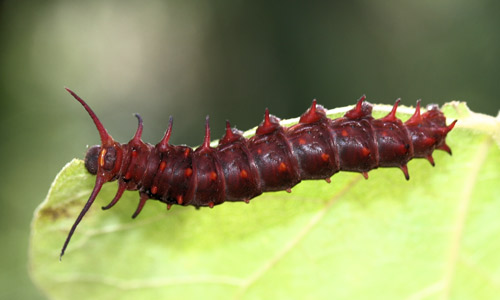 Full-grown red larva of the pipevine swallowtail, Battus philenor (L.)
