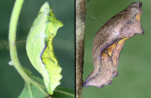 Green and brown pupae of the pipevine swallowtail, Battus philenor (L.)