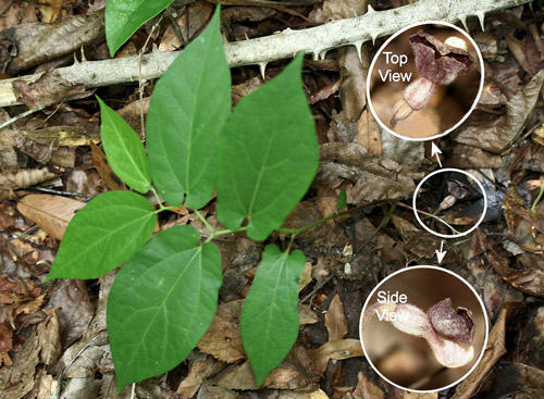 Virginia snakeroot, Aristolochia serpentaria L. (broad-leaved form), a host of the pipevine swallowtail caterpillar, Battus philenor (L.), with flower
