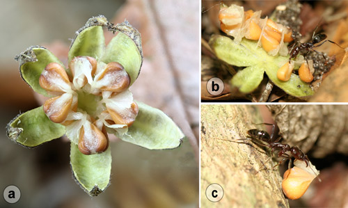 Myrmecochory (ant dispersal) of Virginia snake root, Aristolochia serpentaria L., seed by trap-jaw ant, Odontomachus brunneus (Patton): a) dehisced (opened) seed capsule showing seeds with attached oil bodies (elaiosomes). b) trap-jaw ant, Odontomachus brunneus (Patton) removing seed from capsule c) trap-jaw ant, Odontomachus brunneus (Patton) carrying seed by the elaiosome