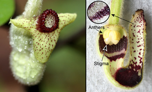 Woolly pipevine, Aristolochia tomentosa Sims, flower (left) and longitudinal section (right) showing inside of tube with slippery surface and small downward pointing spines (inset)