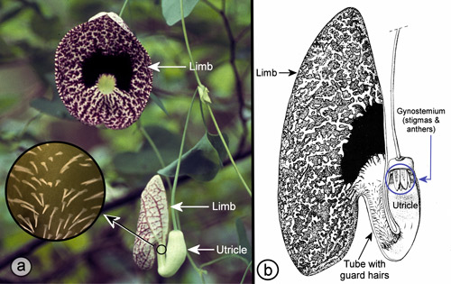 Elegant pipevine, Aristolochia elegans M.T. Mast (synonym: Aristolochia littoralis Parodi). a ) flowers in front and side view orientations and downward pointing guard hairs (inset). b) drawing of longitudinal section of flower showing inside of tube with downward pointing guard hairs