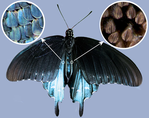 Pipevine swallowtail, Battus philenor (L.), male showing iridescent scales (left inset) and androconia (right inset)