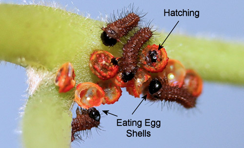 Pipevine swallowtail, Battus philenor (L.), newly-emerged first instar larvae eating egg shells (chorions)