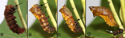 Pipevine swallowtail, Battus philenor L., prepupa molting to pupal stage. Note the successive positions of the shed larval head capsule (arrows)