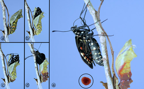 Pipevine swallowtail, Battus philenor L., stages in emergence of adult from pupal stage. Inset: droplet of pupal waste product (meconium)