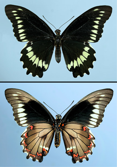 Adult Polydamas swallowtail, (Battus polydamas lucayus [Rothschild & Jordan]), dorsal (top) and ventral (bottom) views