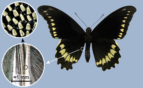 Male Polydamas swallowtail, (Battus polydamas lucayus [Rothschild & Jordan]), showing location of androconia (scent scales) along vein on the inner margin of the hind wing. Insets: magnified area of vein (lower left) and androconia (upper left)