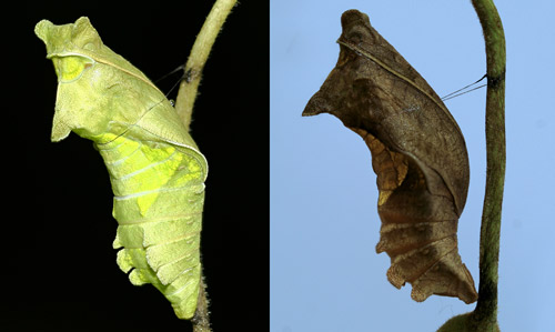 Polydamas swallowtail (Battus polydamas lucayus [Rothschild & Jordan]), green and brown pupae
