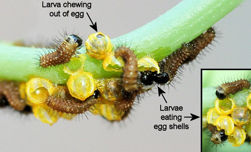 Polydamas swallowtail (Battus polydamas lucayus [Rothschild & Jordan]), newly emerged larvae eating egg shells (chorions)
