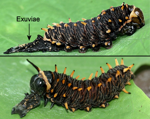 Polydamas swallowtail (Battus polydamas lucayus [Rothschild & Jordan]). Fifth (last) instar larva immediately after molting (top) and eating exuviae (bottom)