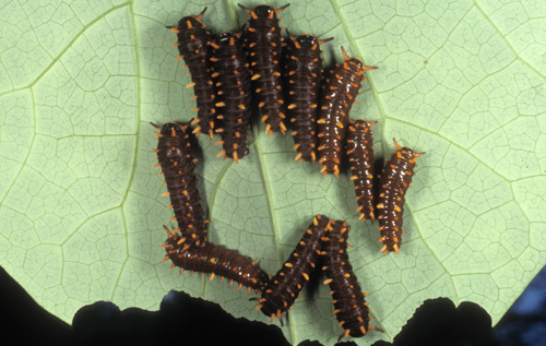 Polydamas swallowtail (Battus polydamas lucayus [Rothschild & Jordan]). Gregarious third instar larvae