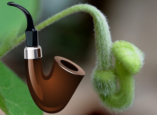 Unopened flower bud of woolly pipevine, Aristolochia tomentosa Sims, and tobacco pipe graphic showing the similarity of shapes