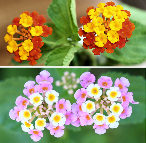 Orange (top) and pink (bottom) varieties of the invasive exotic Lantana camara L., a favored nectar host plant for the Polydamas swallowtail, Battus polydamas lucayus (Rothschild & Jordan) Note new, light-colored flowers on interior of clusters