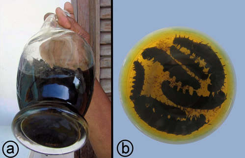 Chiniy-trèf, an alcoholic extract of Battus polydamas larvae. a) batch preparation. Photograph by Emmanuel Nossin, Hôpital du Lamentin, Service Pharmacie, Martinique. b) sample, showing larvae