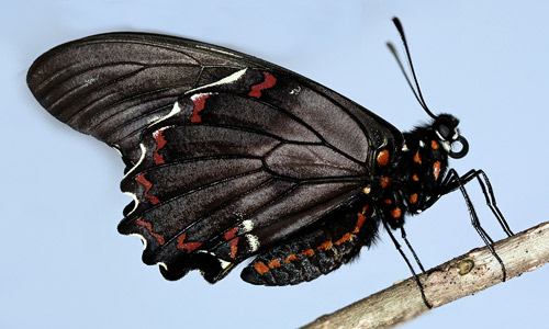 Polydamas swallowtail (Battus polydamas lucayus [Rothschild & Jordan]) showing red spots on abdomen.