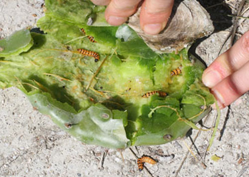 Cactus pad dissected to show larvae of cactus moth