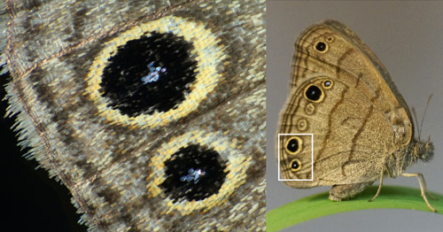 (Left) A magnified image of two prominent hindwing eyespots (black-centered ocelli pupiled with pale-blue scales). Photograph by Jonathan Bremer, McGuire Center for Lepidoptera and Biodiversity, Florda Museum of Natural History, University of Florida. (Right) Female Carolina satyr, Hermeuptychia sosybius (Fabricius), sitting on a blade of grass with its wings folded, displaying ventral wing pattern.