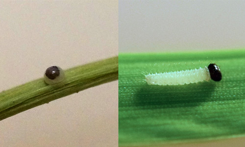 (Left) Black head capsule of a first instar larva can been seen from within the egg case just prior to eclosion. (Right) Newly emerged Carolina satyr, Hermeuptychia sosybius (Fabricius) caterpillar. 