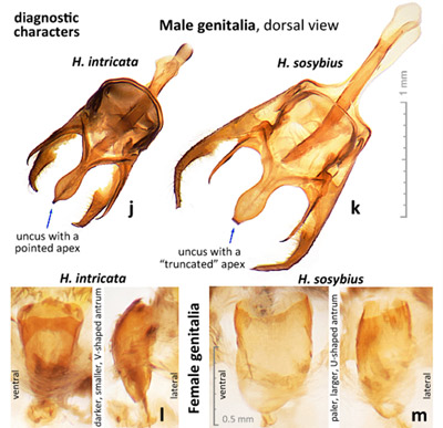 Diagnostic characters in male (j,k) and female (l,m) genitalia that differ between adults of the Carolina Satyr, Hermeuptychia sosybius(Fabricius) (k,m) and the Intricate Satyr, Hermeuptychia intricata Grishin (j,l).