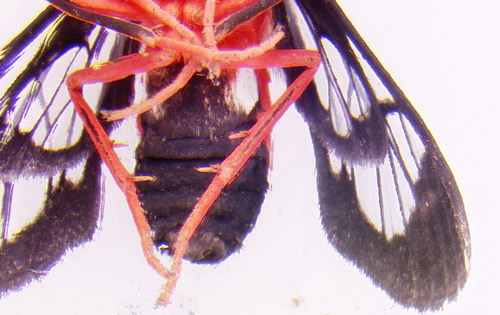 Ventral view of the male scarlet-bodied wasp moth. Note white spots on the lateral sides of the first segment of the abdomen.