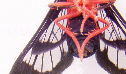 Ventral view of the female scarlet-bodied wasp moth, Cosmosoma myrodora (Dyar)