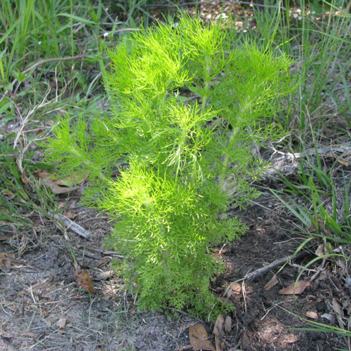 Dog fennel (Eupatorium capillifolium)