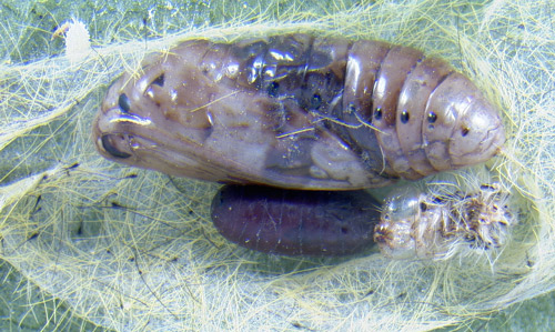 Hyphantrophaga sellersi puparium next to pupa of the scarlet-bodied wasp moth, Cosmosoma myrodora (Dyar).