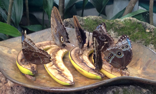 Morpho peleides Kollar feeding on decaying bananas in captivity.