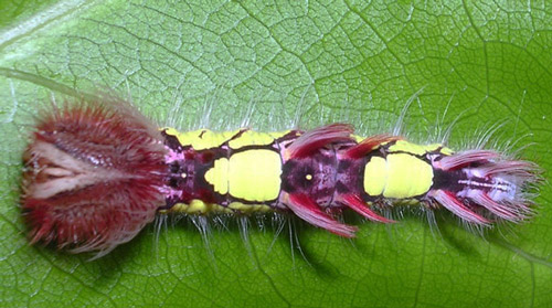 Brightly colored first instar larva of Morpho peleides Kollar.
