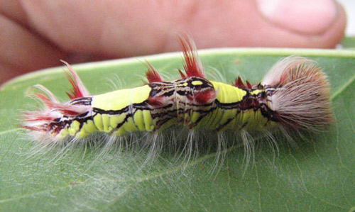 Fourth instar larva of Morpho peleides Kollar, with long white hair tufts that reach down to the surface of the plant.
